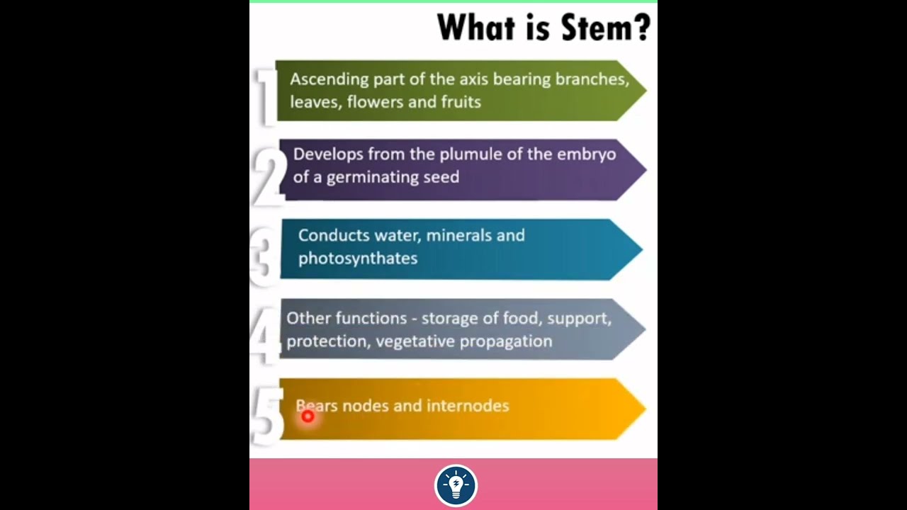 Structure and Functions of Stems | Morphology of Flowering Plants Class 11 | KVS PGT BIOLOGY