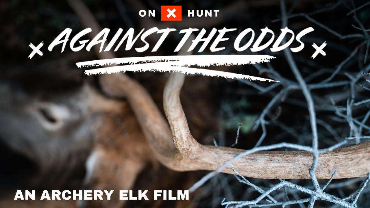 Вопреки всему — охота на лося с луком в Аризоне.