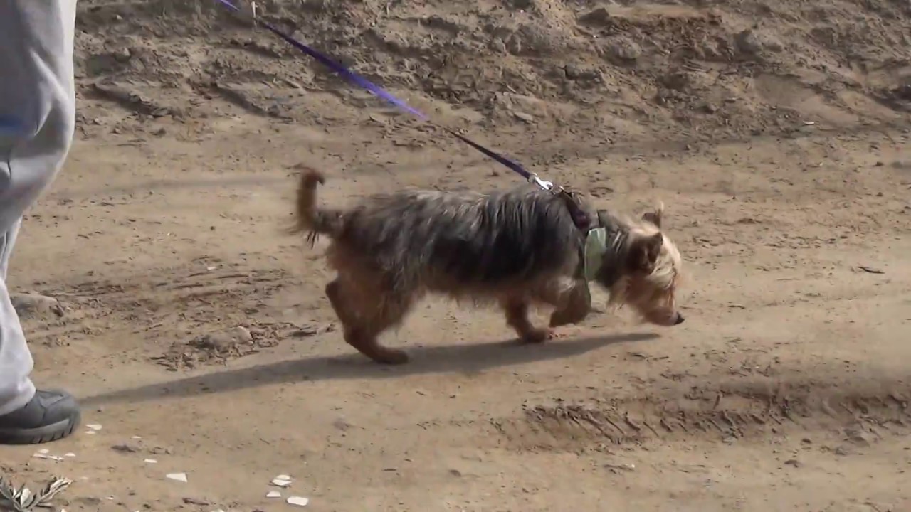 SUSI adopción perros cachorros