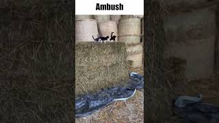 Cat Ambush #cats #kitten #shorts