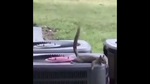 Squirrel poops on another squirrel
