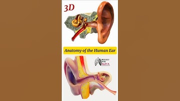 Anatomy of the Human Ear | #medical #animation #3d #short | BiologywithAliya