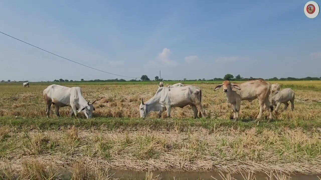 នេះខែដែរកសិករអាចប្រលែងគោឲ្យសុីបានដោយសេរីហើយព្រោះច្រូតស្រូវអស់ហើយ