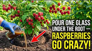 Pour One Glass Under the Root — Raspberries Grow Like Crazy!