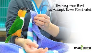 Training Your Bird to Accept Towel Restraint by Avian and Exotic Animal Clinic 1,500 views 10 months ago 2 minutes, 25 seconds