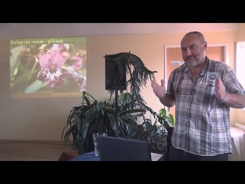 Video: Společenské rostliny pro netýkavky: Další informace o doprovodné výsadbě s netýkavkami