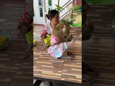 litil monkey ###