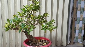 Giao lưu mai cúc thọ hương đột biến và nhiều loại mai khác ngày 22,02,2023 ĐT 0977329080 hiền