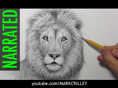How to Draw a Lion [Narrated, Step by Step] - YouTube