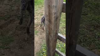 # dog#German pointer#British nature#дратхар #isle of  wight