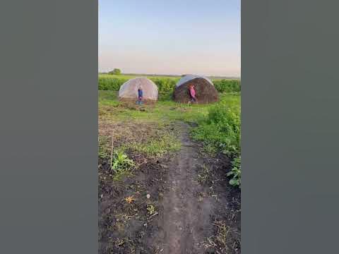 Забег на стог сена… - YouTube