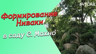 Формирование НИВАКИ в саду С.Махно часть 1