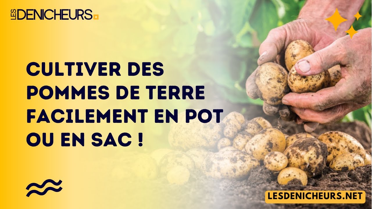 Cultiver des pommes de terre facilement en pot ou en sac ! YouTube — free download