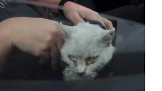 La Palma Adasındaki Yanardağ Patlamasının 45. Gününde Sağ Kurtulan Yavru Kedi