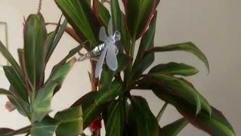 Indoor Plant Support  and Music Visualizer (MSGEQ7 & Arduino)