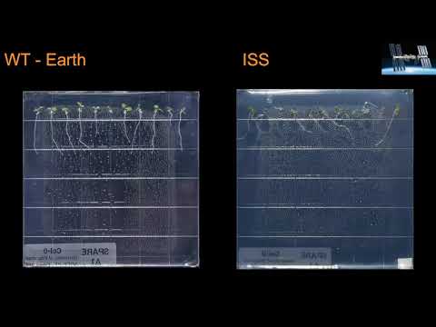 2020 ISSR&D প্রযুক্তিগত সেশন: উদ্ভিদ বিজ্ঞান ফলাফল