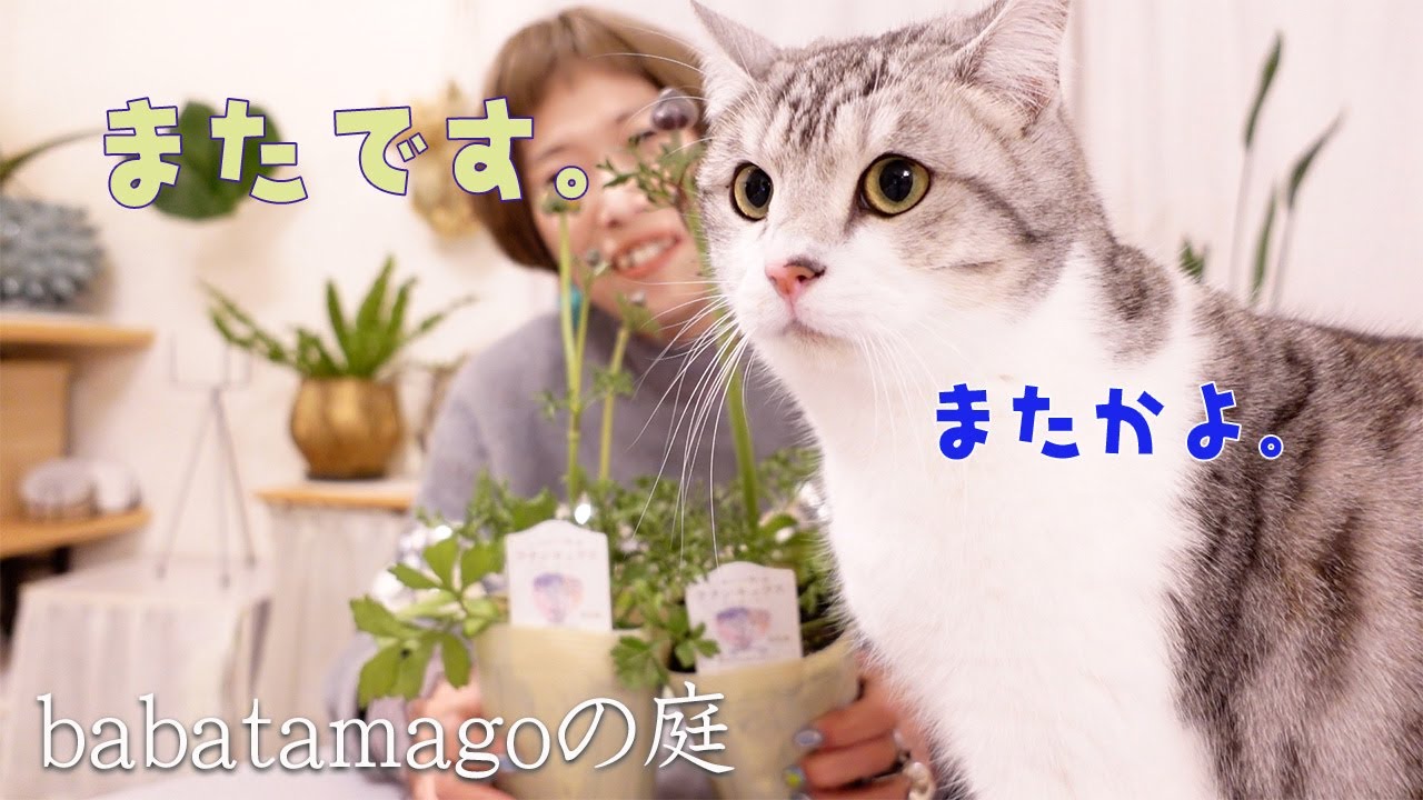 babatamagoの庭/興奮が止まらずまた購入！新しいラナンキュラス発掘！