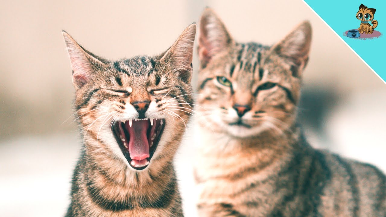 How Cats Communicate With Each Other Without YOU Knowing!