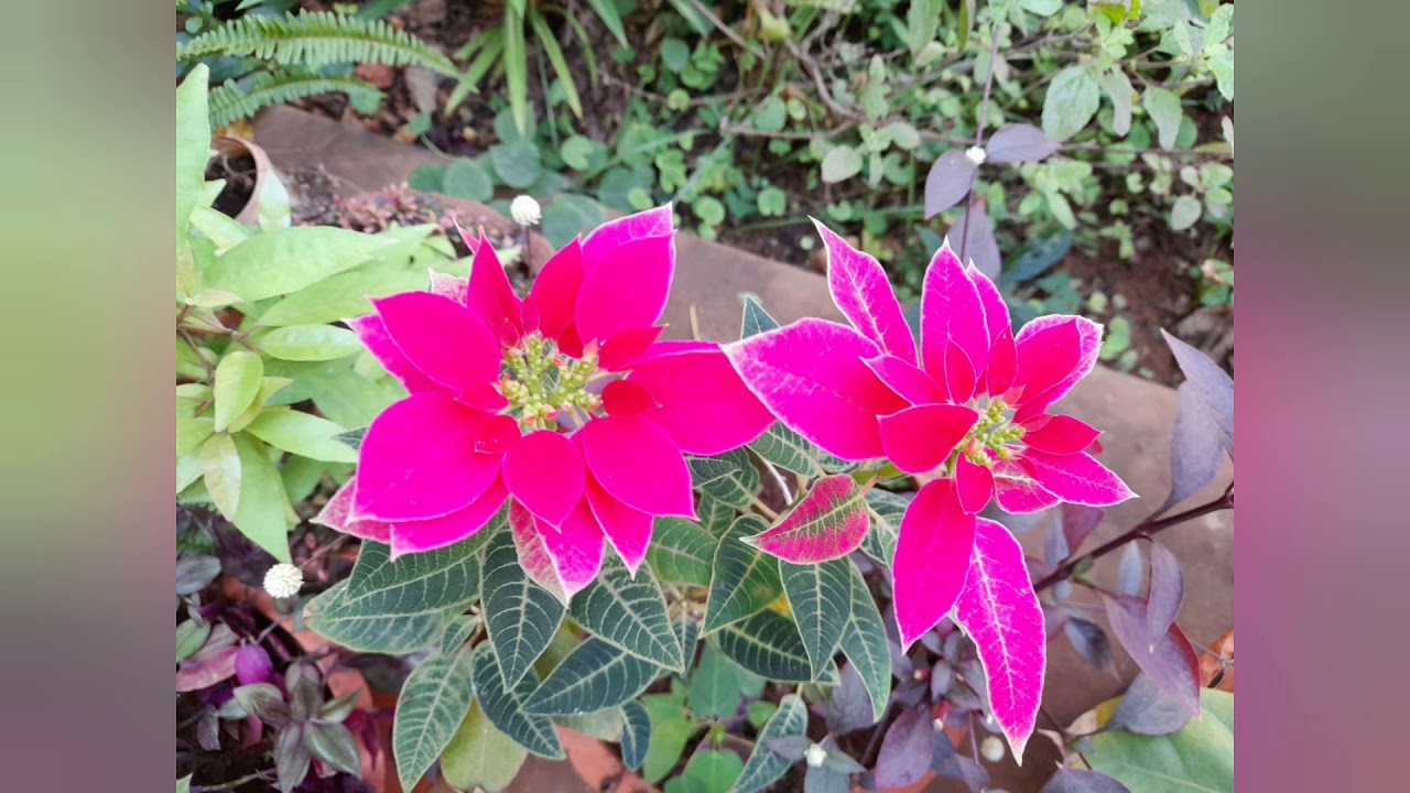 Christmas wish Sr. Bernie, Headmistress,  St. Paul's convent high school, Davangere.