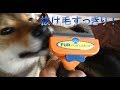 〖柴犬日和〗ファーミネーターの効果は…？Professional products recommended by pet groomers