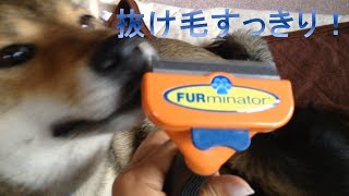 〖柴犬日和〗ファーミネーターの効果は…？Professional products recommended by pet groomers