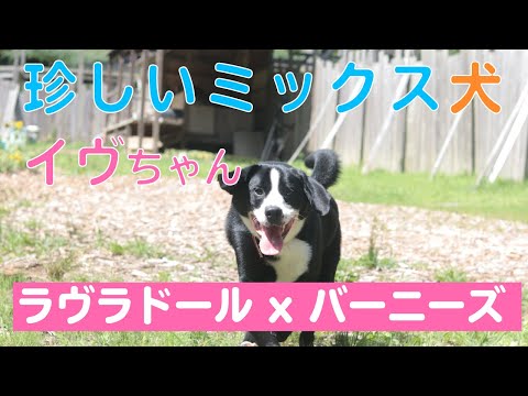 #3 珍しいミックス！！ラブラドールレトリーバーとバーニーズマウンテンドッグのミックス犬、イヴのこれまでの成長