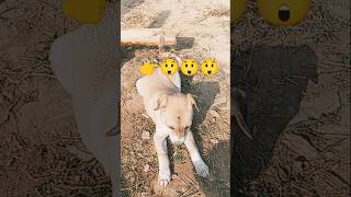 Download Lagu video💬 achi lagi to 👍👍💬like subscribe coment kare😀😀😀 MP3