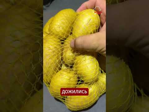 Дожились! #Картошка в Германии лучше и стоит дешевле, чем в Беларуси  #беларусь #качество #цена