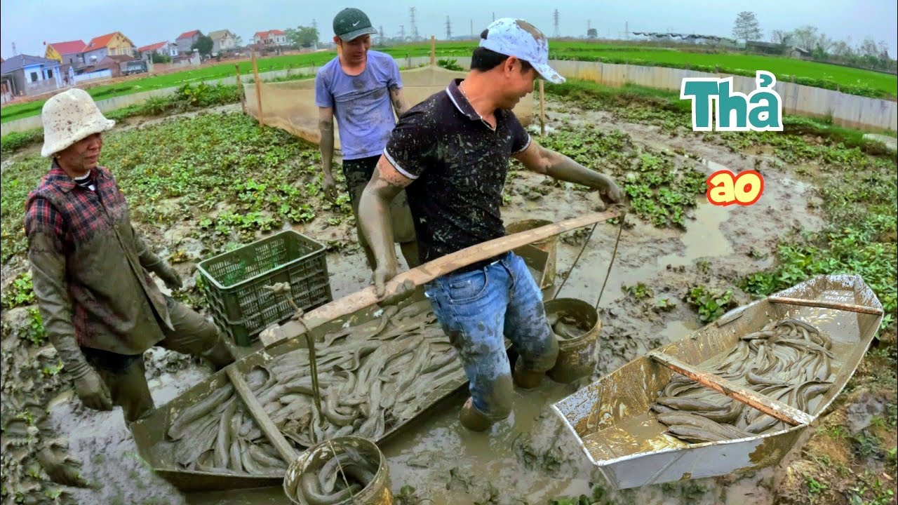 Hút Cạn Ruộng Cua Bắt Được Hơn 300Kg Cá Koi Và Trê Lai Đem Về Thả Ao Mới / Quế Nghịch