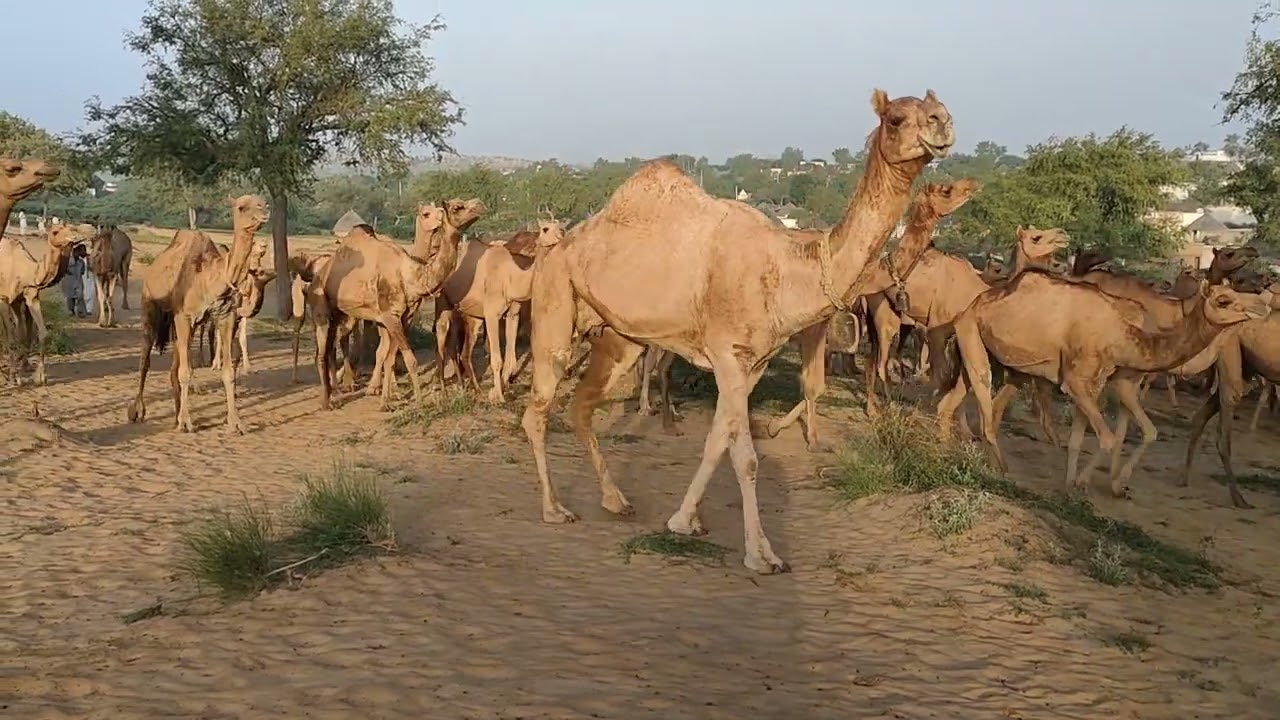 very large camel group