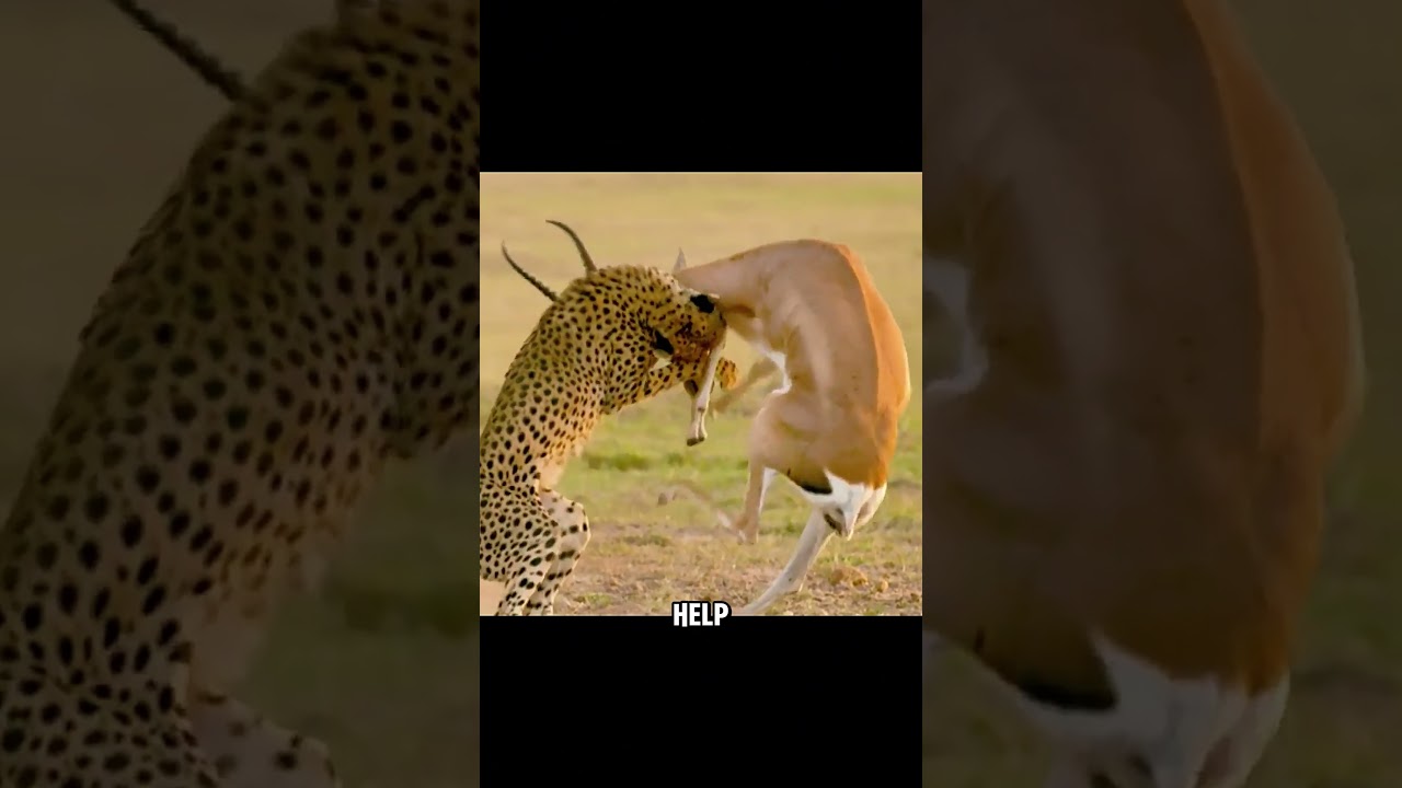 The cheetah failed to catch the antelope and got badly hurt. #shorts #fyp #animals
