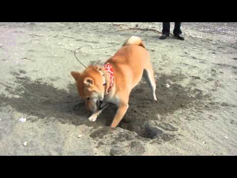 なぜそんなに必死になの 柴犬の荒ぶるホリホリに穴は深まるばかり いぬのきもちnews Line News