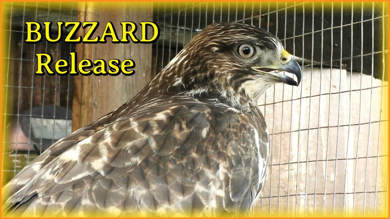 BUZZARD Released Back Into The Wild  👀  Pixies Wildlife Rescue  👀  Buteo buteo
