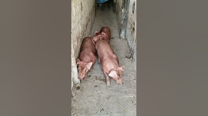 Machos DUROC 🐷🐷🐷✔
