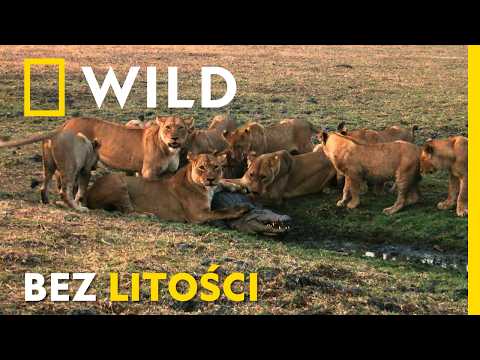 Najgroźniejsze zwierzęta Afryki: zobacz brutalne starcia na safari | National Geographic [lektor PL]