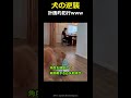 犬の逆襲www 自動おもちゃで飼い主を狙い撃ちする計画的犯行 #shorts