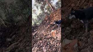 Dog Falls Into HUGE Landslide! #shorts