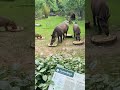 Tiere aus dem Tierpark Hagenbeck in Hamburg!