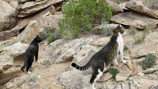 Our Cute Cats #384 — Having Fun Outdoors | On A Hike With Vinka, Shadow Puma, Grashak & Doggies