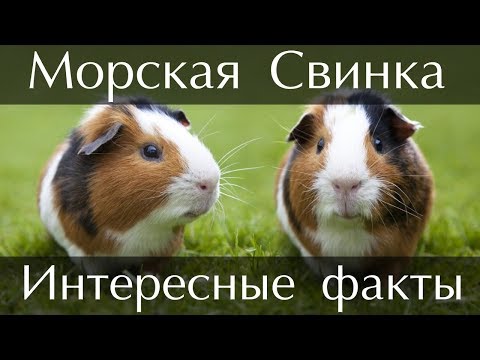 Интересные факты о Морских Свинках