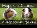 Интересные факты о Морских Свинках