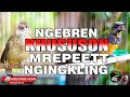 CUCAK CUNGKOK FULL MREPET VS KAPAS TEMBAK GACOR DOR MASTERAN SEMUA JENIS BURUNG PALING MANTAP !!