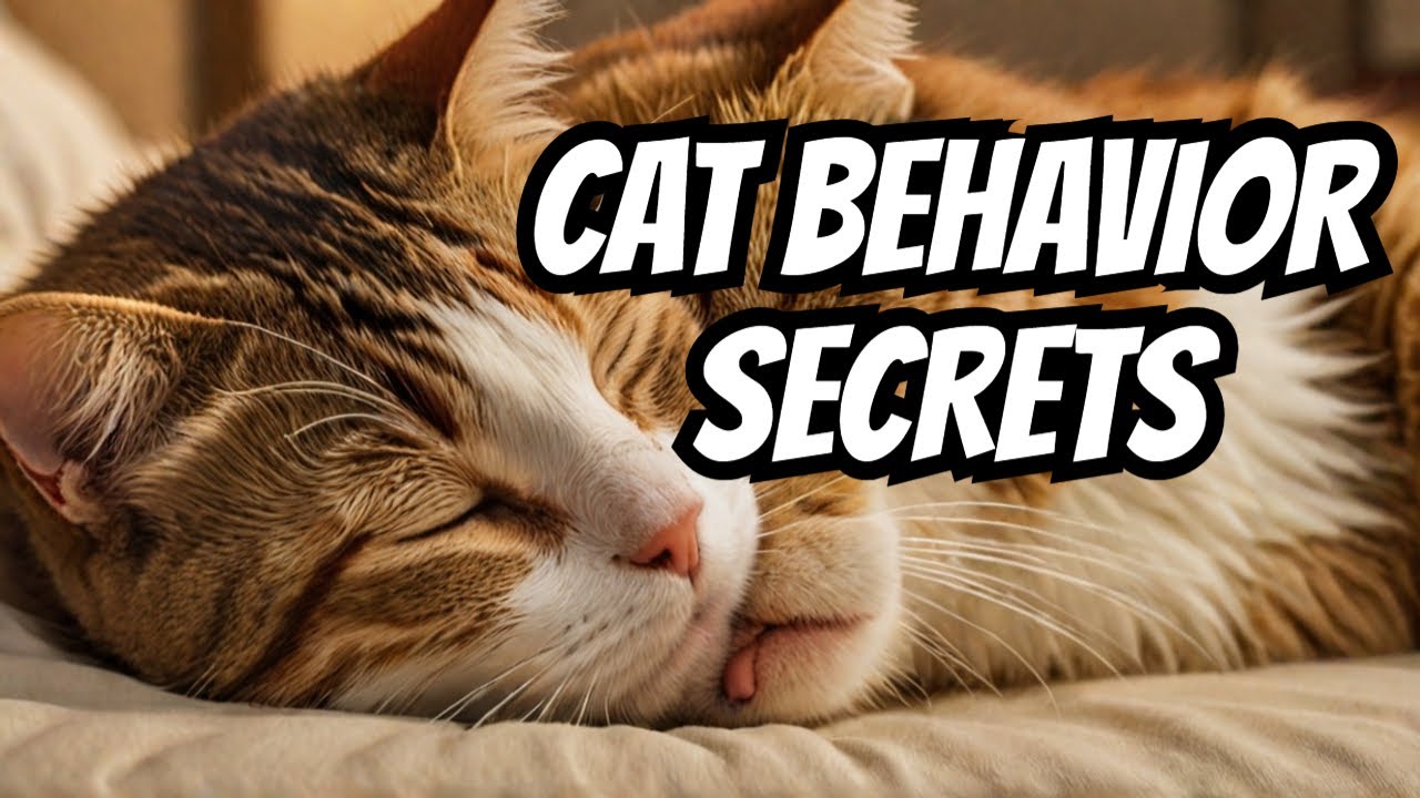 Why Cats LICK Your Face While Sleeping EXPLAINED