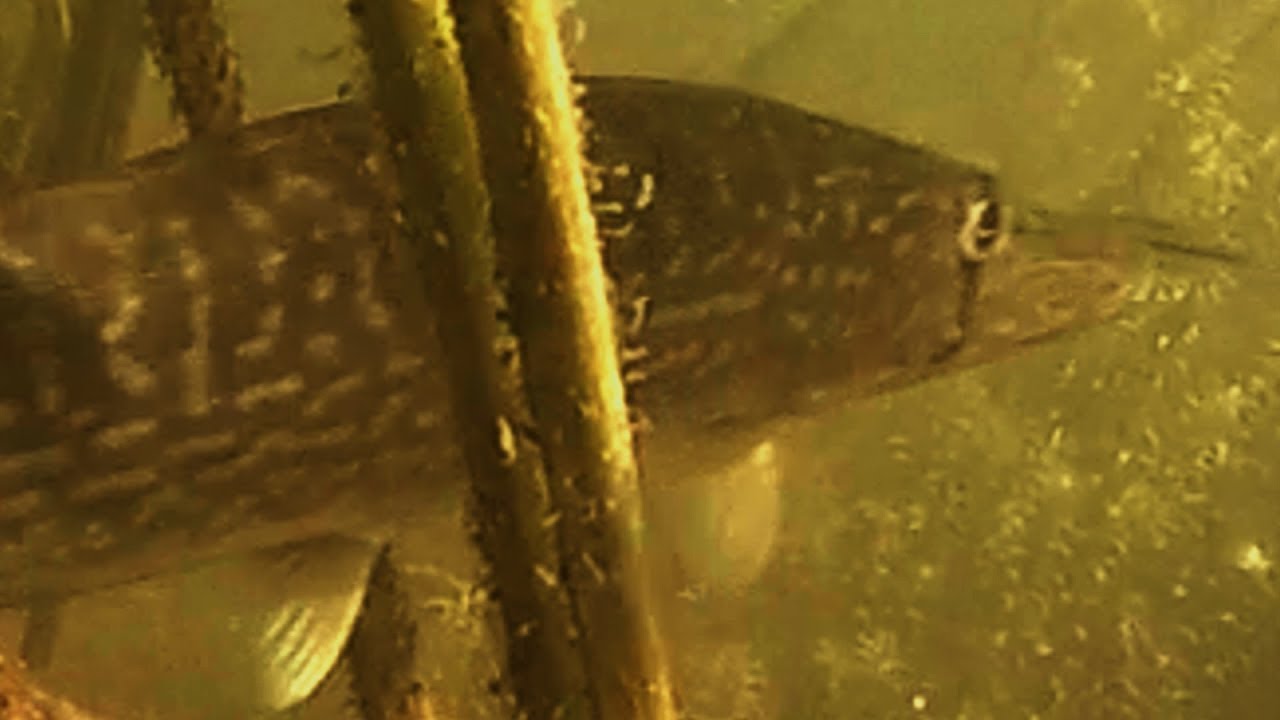 Island Pond Vermont YouTube