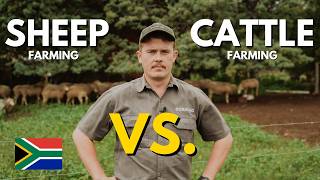 Sheep vs Cattle Farming in South Africa (Beginner’s Guide)