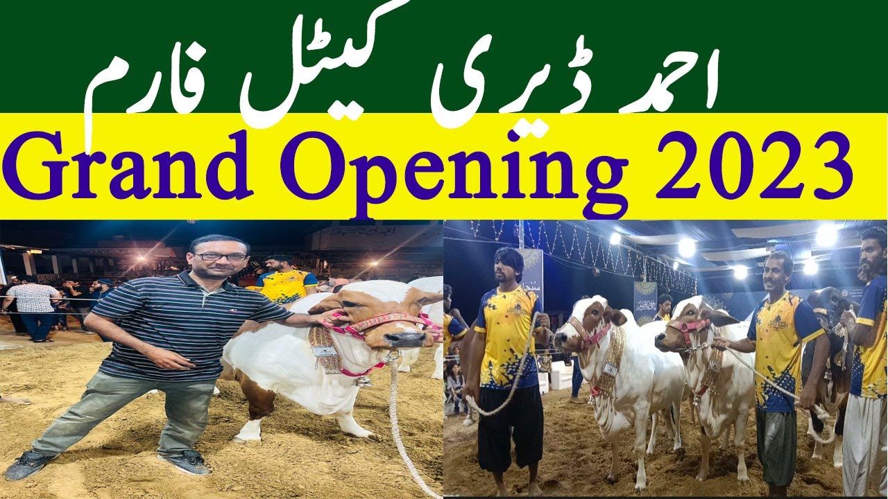 Ahmad Dairy & Cattle Farm Karachi I Grand Opening 2023 YouTube