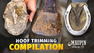 4K FARRIER ASMR | COMPILATION OF SATISFYING HORSE HOOF TRIMMING by Maupin Farrier Co 24,247 views 5 months ago 11 minutes, 28 seconds