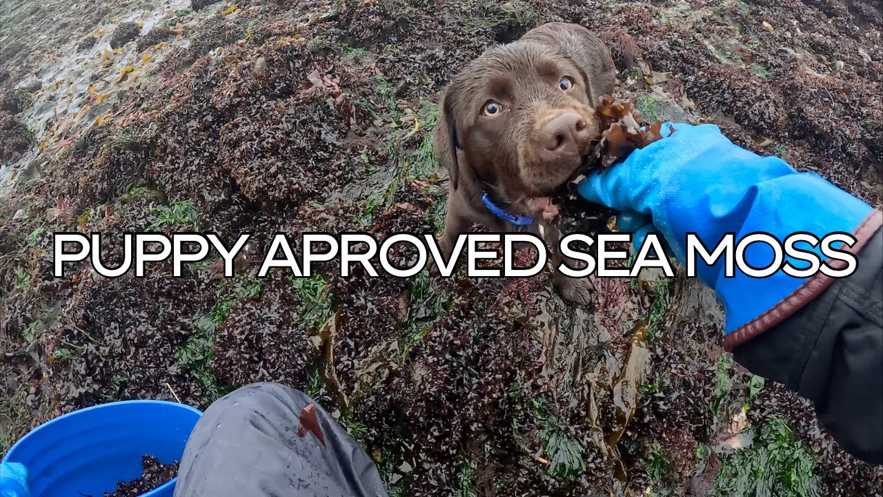 Harvesting Irish Moss (Chondrus crispus) in the Rain | Wild Sea Moss Foraging on the Coast of Maine