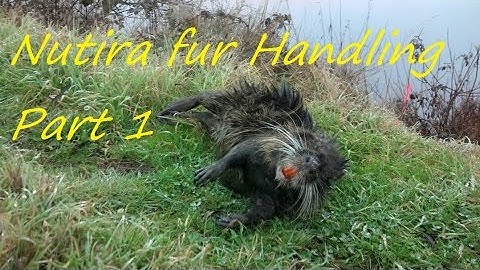 Nutria fur handling Part 1..... Skinning