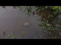 6 turtles, 3 ducks, and 1 beaver lodge. Wildlife Drone footage, Johnston County, NC